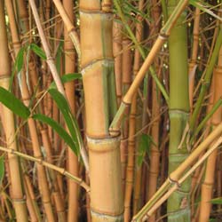 Bamboo Phyllostachys aurea Koi